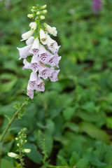 colourful foxglove flower © kiet
