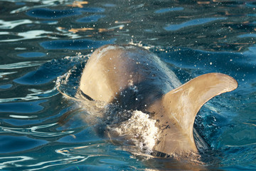 Obraz premium バンドウイルカ