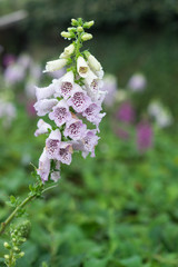 colourful foxglove flower
