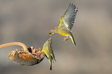 Un bacio in volo (Verdone comune, Chloris chloris)