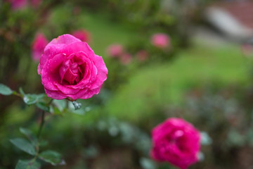 rose flower close-up