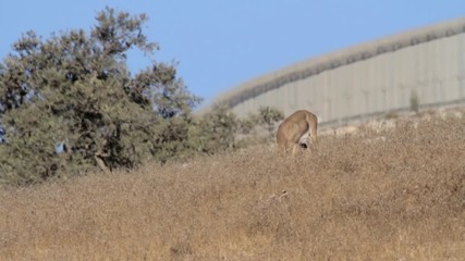 Mountain gazelle near Israeli defence wall Steady shot of Mountain gazelle Israeli security fence in the nature