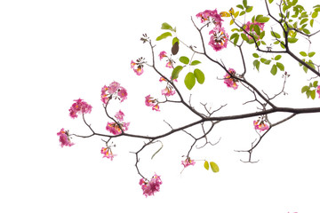 Pink flower and tree branch isolated on white background