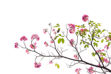 Pink flower and tree branch isolated on white background