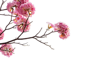 Pink flower and tree branch isolated on white background