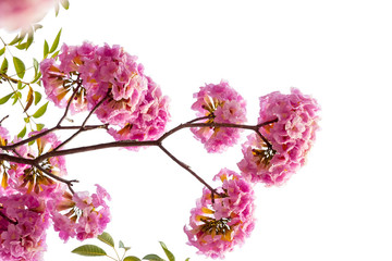 Pink flower and tree branch isolated on white background