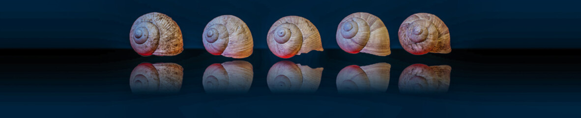 Schneckenhäuser auf Wanderschaft / Snail shells on the move