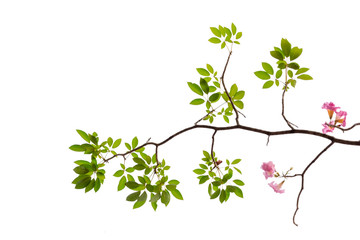Pink flower and tree branch isolated on white background