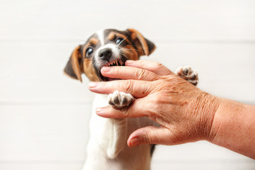 Furious looking Jack Russell terrier puppy biting senior woman hand.