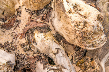 Driftwood at a beach of the Baltic Sea