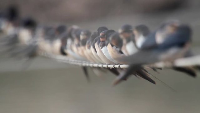 Barn swallow flock on string Close shot of Barn swallow flock on string