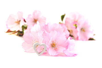 Valentines Day background with pink cherry  blossoms. Valentines card with heart. 