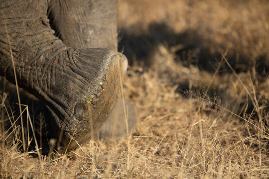 The sole of an elephant. A large footprint.