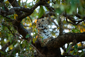 Beautiful young female leopard in a tree with green leaves