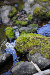 stream in the forest