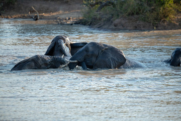 Elephant swimming in a waterhole