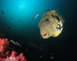 Puffer fish 