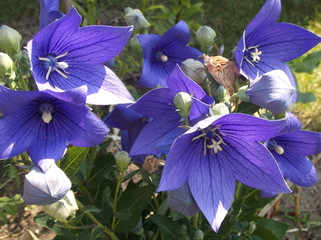 Rozwar wielokwiatowy w niebieskim kolorze w pełnym rozkwicie i z pąkami kwiatów w kształcie małych baloników