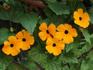 urocza tunbergia kwitnie na balkonie, płatki są żółto-pomarańczowe i okrągłe, mocno...