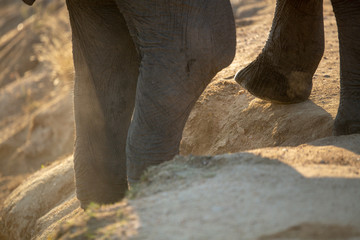 Fototapeta premium Elephant walking down a waterhole side to go drink