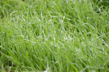 Cyprus spring field