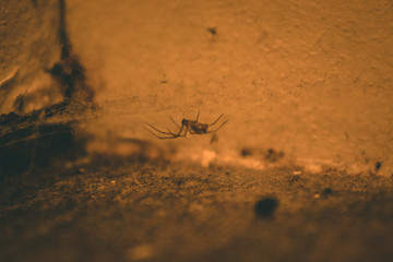 spider on web
