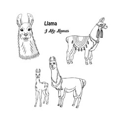 Llamas animals set. Hand drawn sketches. Vector Illustration