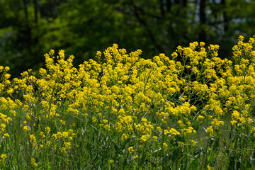 Wild wachsender Raps