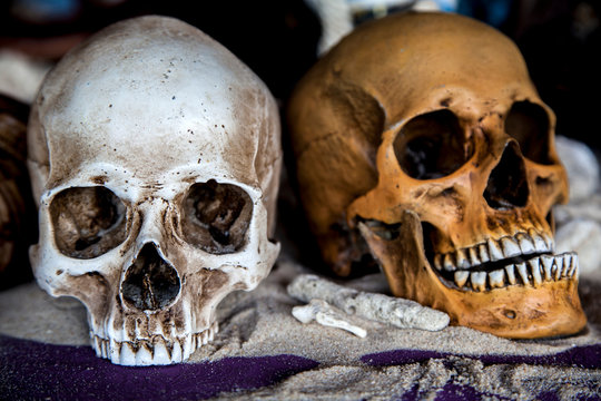 two human skulls,