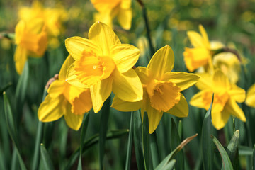 Obraz premium Yellow daffodils bloom in spring in the garden