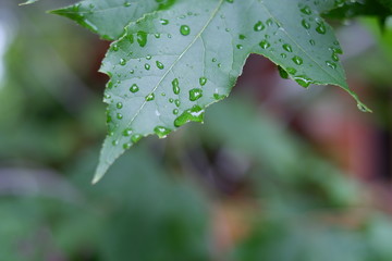 Close up of green maple leaf with water drops