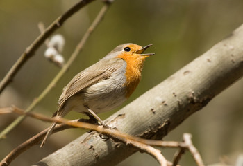 European Robin on the branch 