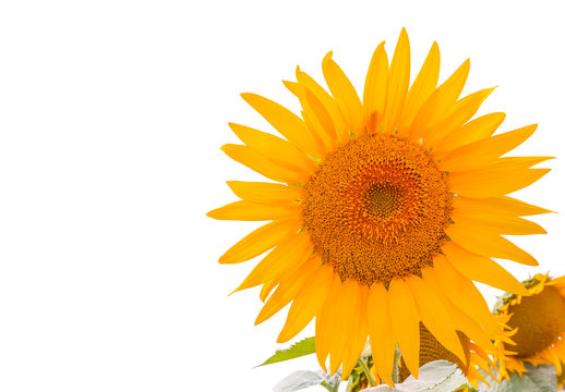 fleur de tournesol en coin de page, fond blanc © Unclesam