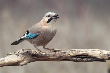 Fototapeta premium Eurasian jay, Garrulus glandarius, sits on a dry branch. Side view