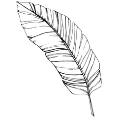 Vector Exotic tropical hawaiian summer. Black and white engraved ink art. Isolated leaf illustration element.