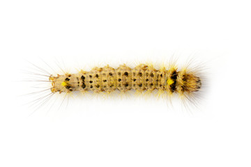 Image of Hairy caterpillar on a white background. Insect. Worm. Animal.