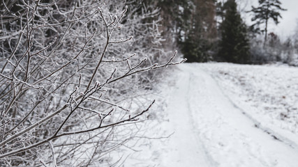 Frost on tree branch in winter landscape with forest rod in background.