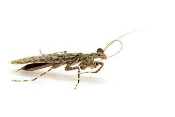 Image of Camouflaged bark mantis (Liturgusa sp.) on white background. Insect. Animal.