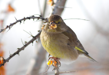 Greenfinch on the branch of Sea buckthorn