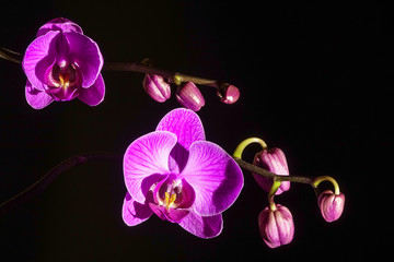 Purple orchid flower and buds on black background.