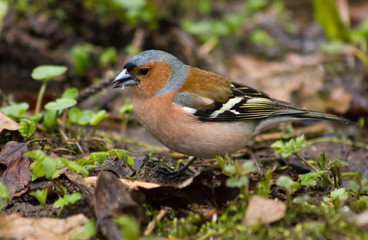 Common chaffinch on the ground 