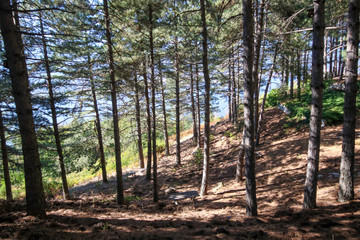Beautiful summer forest with different trees , pine forest