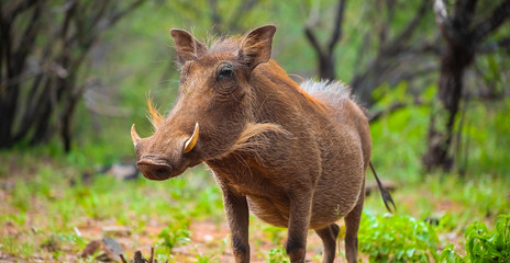 Close up of a wild African Warthog