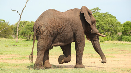 African Elephants in South African game reserve