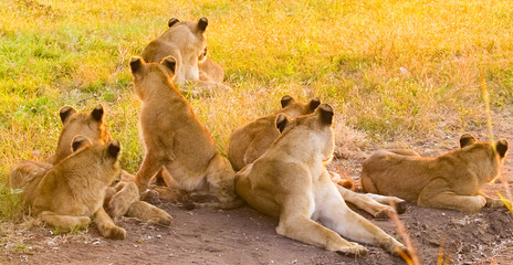 Plakat African Lion in a South African Game Reserve