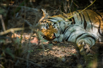 A newly mother famous tigress from Bandhavgarh National Park, India