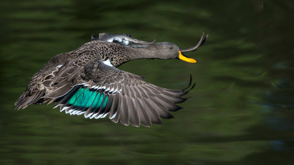 Yellow Billed Duck