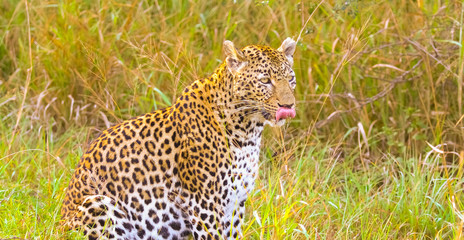 African Leopard walking in the grass