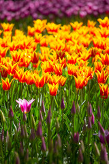 pink, red and orange tulip field in North Holland
