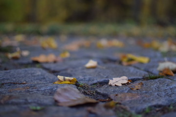 Straße im Herbst